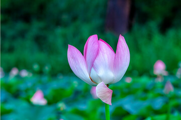 Obraz premium Pervomaiskie ponds, Almaty, Kazakhstan. Close-up of one bud beginning to bud against the background of large green leaves with bokeh effect