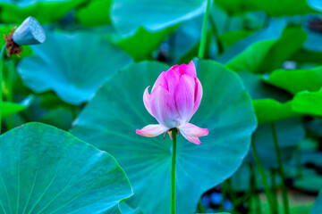 Obraz premium Pervomaiskie ponds, Almaty, Kazakhstan. Close-up of one bud before flowering against a background of large green leaves with bokeh effect