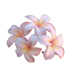 Plumeria blossoms on a transparent background