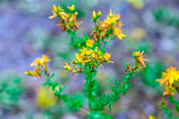 Lake Issyk, Almaty, Kazakhstan. Macro. Beautiful yellow flower with many petals with green leaves blurred with bokeh effect