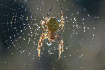 Stegodyphus, belonging to the Eresidae family, is undoubtedly one of the most interesting groups of spiders. A feature that draws special attention among them is the creation of social structures 