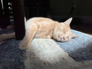 A ginger male cat, with a smile on his face, lying on his side in the skylight's sunbeam on a blue and white carpet, next to the dining room table. 