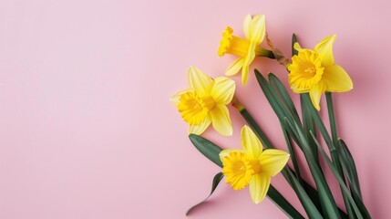 Obraz premium Yellow Daffodils on Pink Background