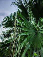 Beautiful of green tropical leaves
