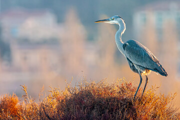 Grey heron (Ardea cinerea), Etang de Berre, France