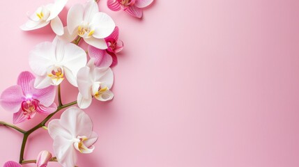 Pink Orchid Flowers on Pink Background