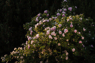 Obraz premium A sunlit, large rose bush with lots of pink flowers in the garden. Selective focus.