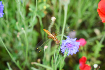 花畑の葉にとまる赤とんぼ