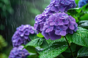 Purple hydrangeas drenched in rain with green foliage