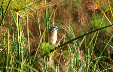 Okavango Delta, This delta in north-west Botswana comprises permanent marshlands and seasonally...