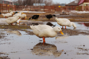 White ducks elegantly stand atop a moist ground, exuding peace and tranquility in their surroundings.