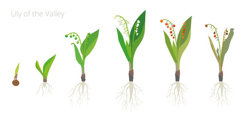 Vector Illustration of Lily of the valley Growth Stages. Convallaria Include wilted and dried plants