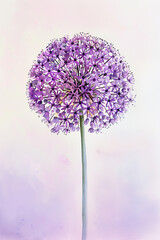 Refined Allium on Lavender Gradient