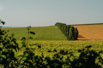A serene, tranquil view of lush, vibrant vineyards that beautifully meet expansive fields beneath...