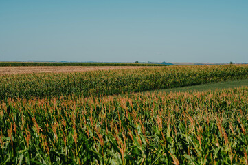 An expansive cornfield beautifully capturing the essence of agriculture and nature beneath a clear blue sky