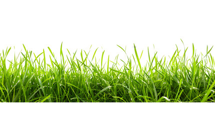 Fototapeta premium Green grass isolated on png background,generative ai