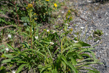 Solidago multiradiata,Rocky Mountain goldenrod, northern goldenrod, alpine goldenrod. Savage River canyon, Denali National Park & Preserve, Alaska 