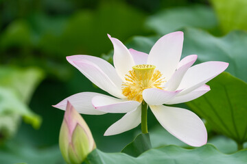 A lotus flower in full bloom with white petals tinged with pink edges.