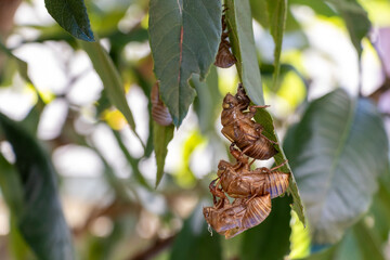 緑の葉の裏側に積み重なって残るセミの抜け殻