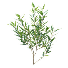 Tea Tree (Melaleuca) on transparent background