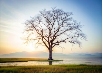 Obraz premium Isolated dead tree stands alone on a pristine white background in a serene Thai landscape, its silhouette a hauntingly beautiful contrast to the bright surroundings.