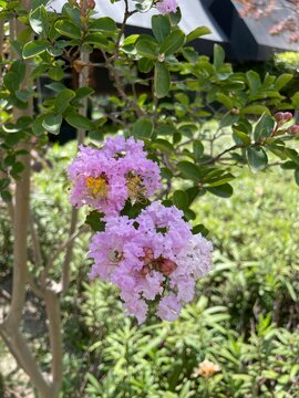 &Aacute;rbol con flores color rosa claro floreando