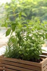 Obraz premium Different potted herbs growing in wooden crate indoors