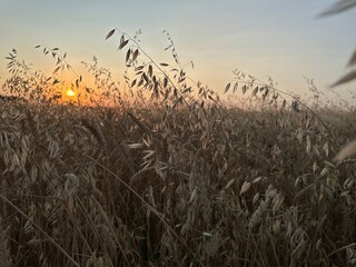 reeds at sunset
