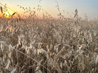 field of wheat grass in the wind ripe wheat harvest