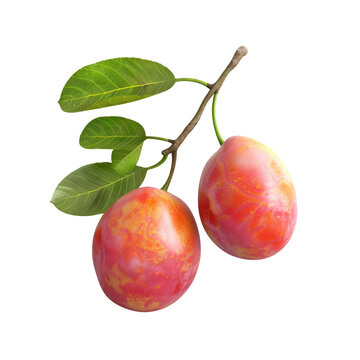 Kakadu plum fruit on a transparent background