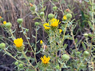 flowers in the meadow field yellow wildflowers