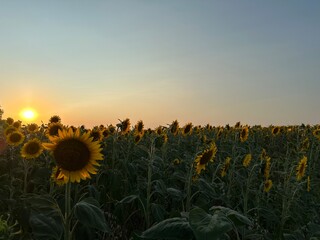 sunflower field at sunset
