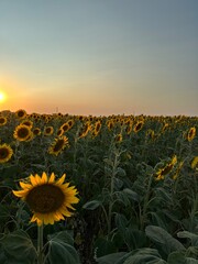 sunflower field in the morning