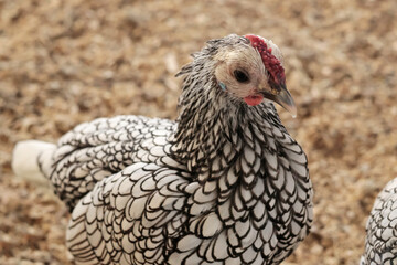 Rooster, hen on private farm in chicken coop close-up. Comb and beak. Poultry farming and agriculture. Pure bred. 