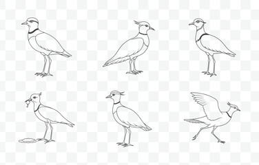 Print Lapwing Line Art Vector Set Intricate Bird Illustrations Detailed Lapwing Drawings in Vector Format