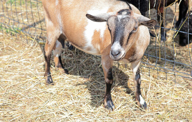 Obraz premium Goat near hay and fence close up full length outside on farm in summer. Pets and breeding. 