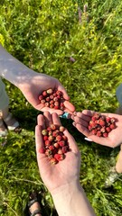 person picking up grapes hands holding strawberries