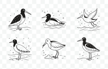  Oystercatcher Line Art Vector Set Detailed Illustrations of Coastal Bird with Long Bill and Striking Plumage