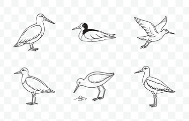  Oystercatcher Line Art Vector Set Detailed Illustrations of Coastal Bird with Long Bill and Striking Plumage
