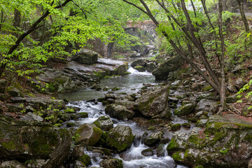 Obraz premium stream in the forest