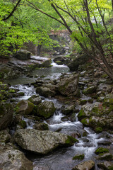 stream in the forest