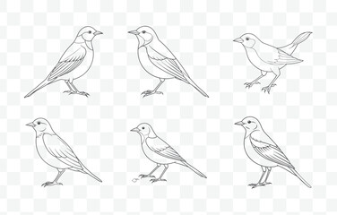 Print Pipit Line Art Vector Set of Detailed Elegant and Minimalist Pipit Bird Designs in Black and White for Creative Projects