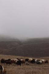 fog in the mountains