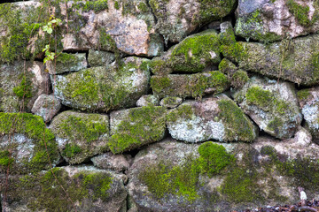 stone wall with moss