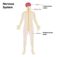 The nervous system vector. Central and Peripheral nervous system. Brain, spinal cord and spinal nerves.