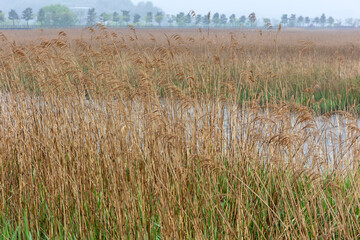 Obraz premium reeds in the wind