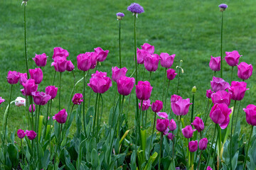 field of pink tulips
