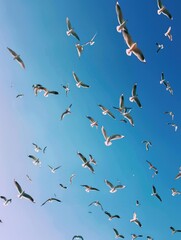 Fototapeta premium Seagulls in flight