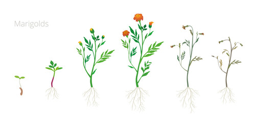 Vector Illustration of Tagetes or Marigolds growth stages. Include wilted and dried plants
