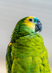 Portrait of a blue-fronted parrot on neutral background